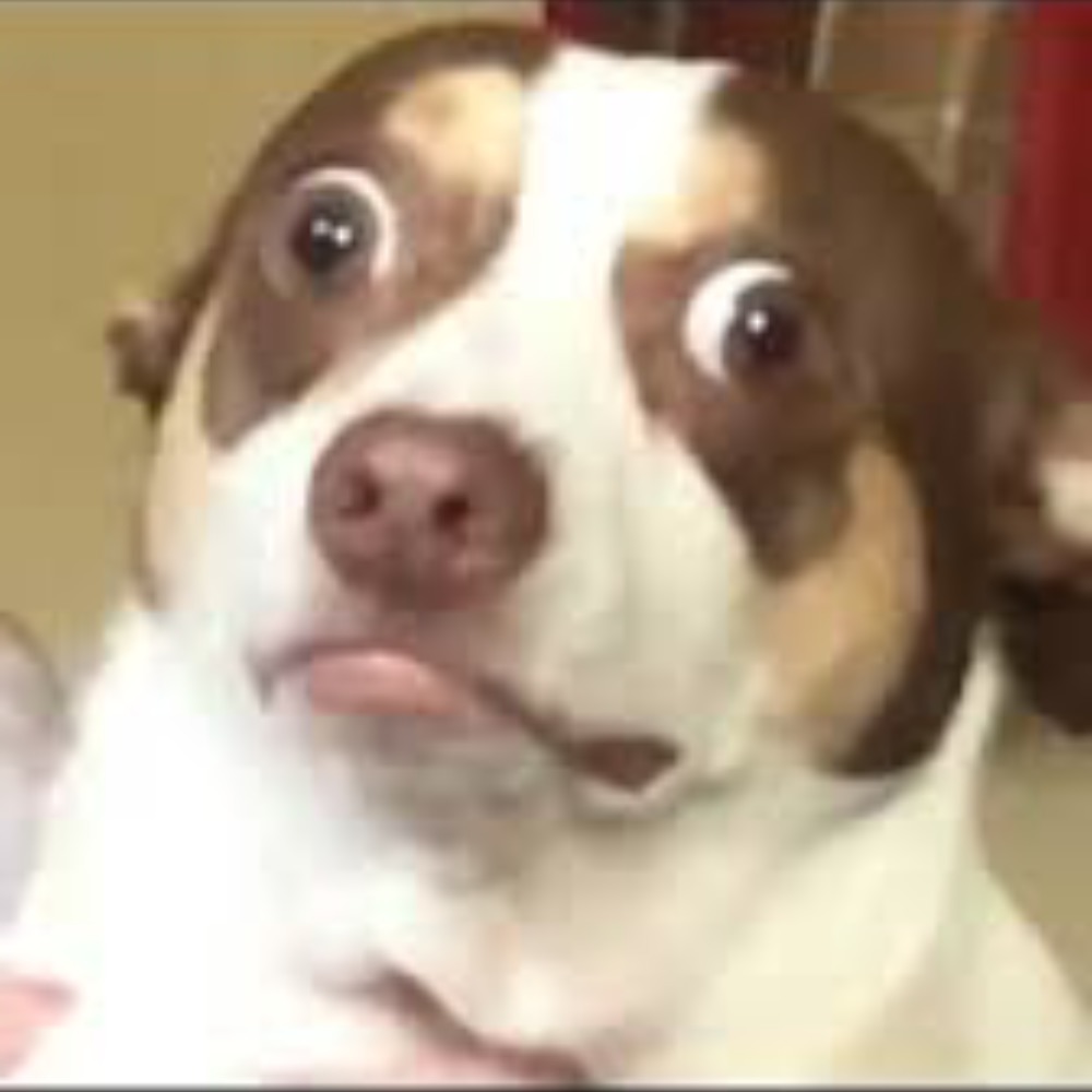 Meet your Posher, Nica